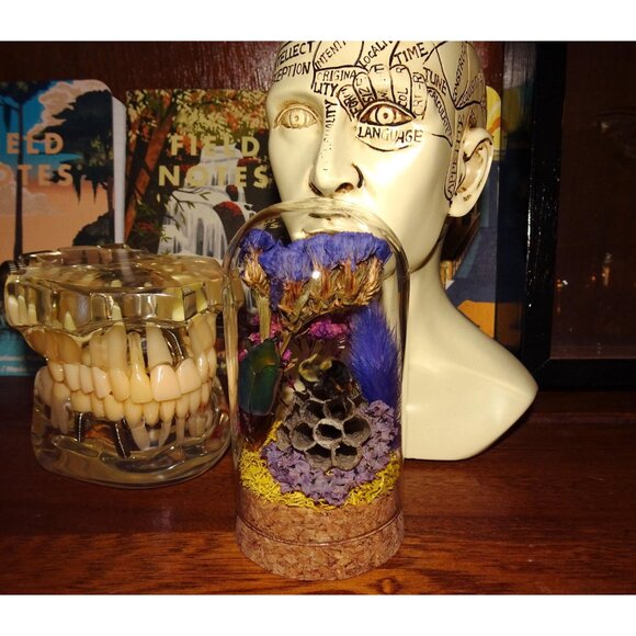 June Bug Carpenter Bee & Wasp Nest Oddity Jar taxidermy curiosity goth witchy - Picture 7 of 12